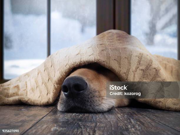 The Dog Freezes Funny Dog Wrapped In A Warm Blanket Stock Photo - Download Image Now