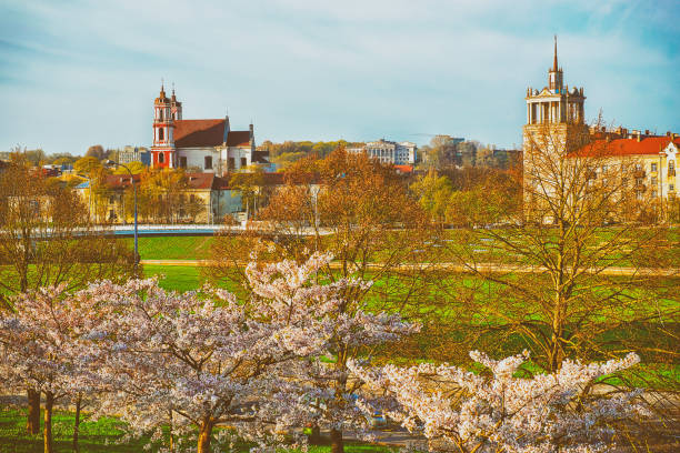 istock Cherry tree or sakura flowers garden blooming Vilnius spring 925628020