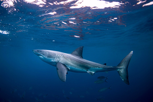Great White Shark, Port Lincoln South Australia