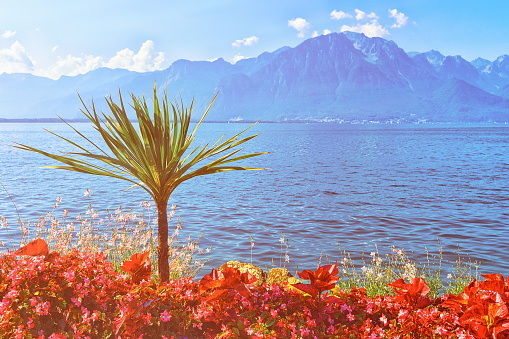 Plants blooming promenade of Geneva Lake in Montreux Riviera