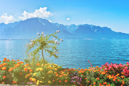 Flowers blooming promenade of Geneva Lake in Montreux