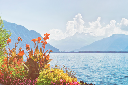Flowers blooming in the embankment of Geneva Lake in Montreux, Vaud canton, Switzerland. Sunlight toned
