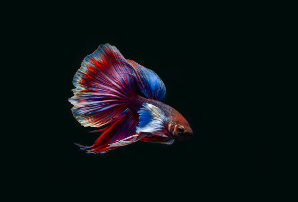 istock A colorful Fighting Fish on black background 925628420