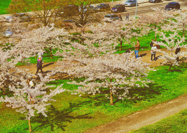 Cherry tree blossoming