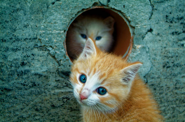 istock white and ginger kittens play about rural home 925628548