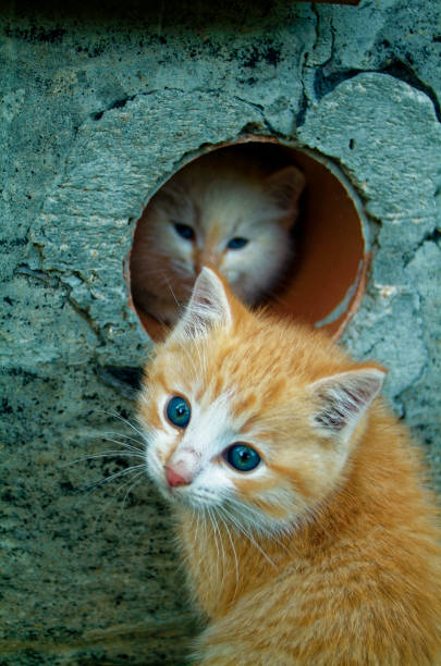 istock white and ginger kittens play about rural home 925628618