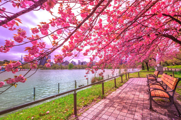 Hanami in Ueno Park Benches under cherry trees in full bloom during Hanami along Shinobazu Pond in Ueno Park, a park near Ueno Station, central Tokyo. Ueno Park is considered the best spot in Tokyo for cherry blossoms. shinobazu pond stock pictures, royalty-free photos & images