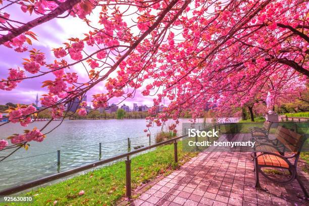 Hanami In Ueno Park Stock Photo - Download Image Now - Ueno Park, Japan, Cherry Tree