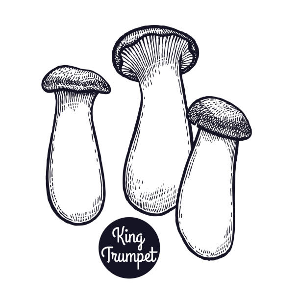 Vintage engravings mushroom King Trumpet. Hand drawing a gourmet mushroom King Trumpet. Style Vintage engraving. Vector illustration art. Graphics in black ink on a white background. Isolated objects of nature. Cooking food design. peppery bolete stock illustrations