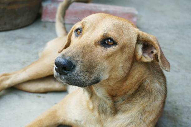 istock cute brown dog on cement floor 925632052