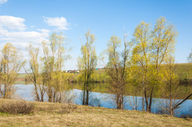 Free picture: spring, lake, reflections