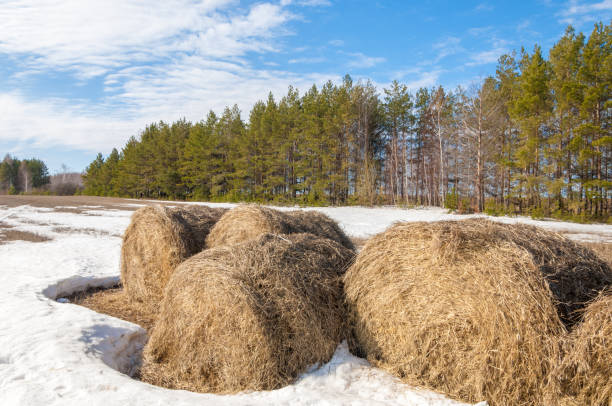 istock Spring in the field. last snow. pine tree. springtime, springtide, prime 925632540