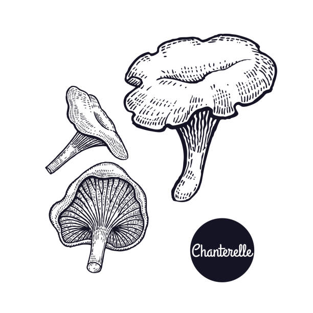 illustrations, cliparts, dessins animés et icônes de gravures vintage champignon chanterelle. - chanterelle
