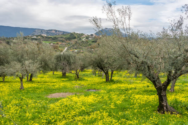 Detail of the landscape with olive orchard (grove) surrounding small fishing and agriculture (farming) villages at the eastern coastline of the Greek Island of Chios in the Aegean Sea on a sunny midday in spring (late March). The image was captured on old-fashioned 35mm daylight ISO 200 film by an analogue (or analog) 35 mm film camera. The granularity in the image is real film grain (due to the presence of small particles of dyed silver halide on the negative). Minimal post processing has been done (only adjustment of histogram). The image is part of a series of the landscape on the Greek Island of Chios.