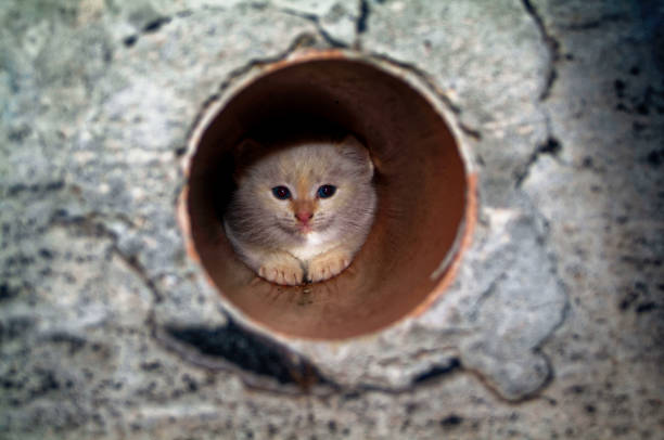 istock white and ginger kittens play about rural home 925638878