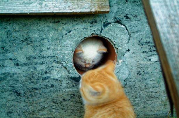 istock white and ginger kittens play about rural home 925639018