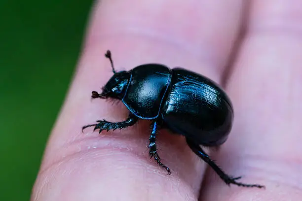 Photo of Close up of a large blue and black dorbeetle