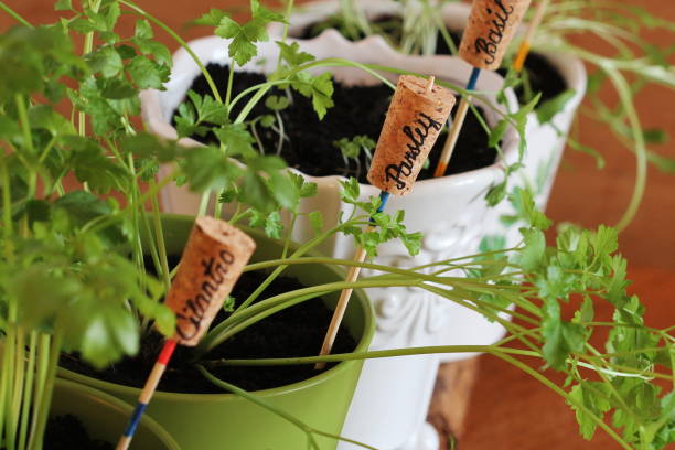 istock Plant markers for springtime garden. Herbs growing in pots on windowsill 925644562