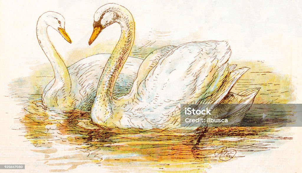 Antique children book illustrations: Swans Swan stock illustration