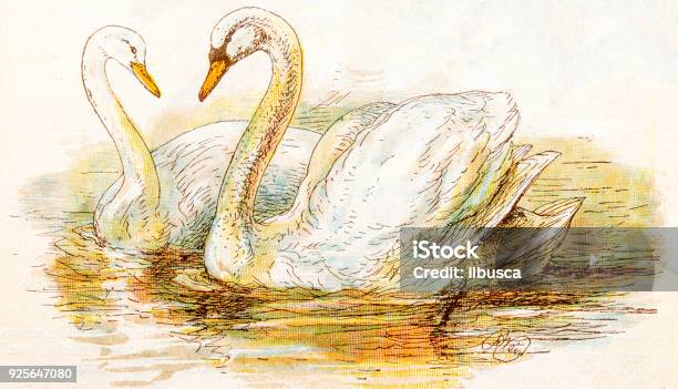 Antique Children Book Illustrations Swans Stock Illustration - Download Image Now - Swan, Illustration, Archival