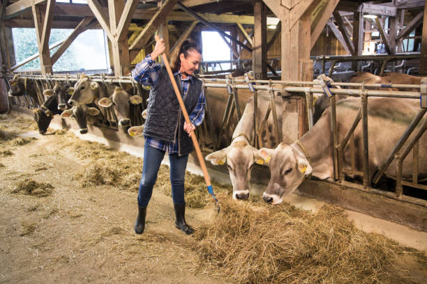 istock Woman feeding dry grass to cows 925648366