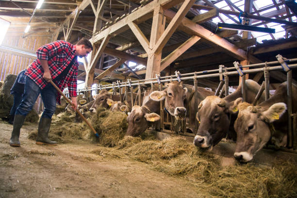 istock Man feeding dry grass to cows 925648396