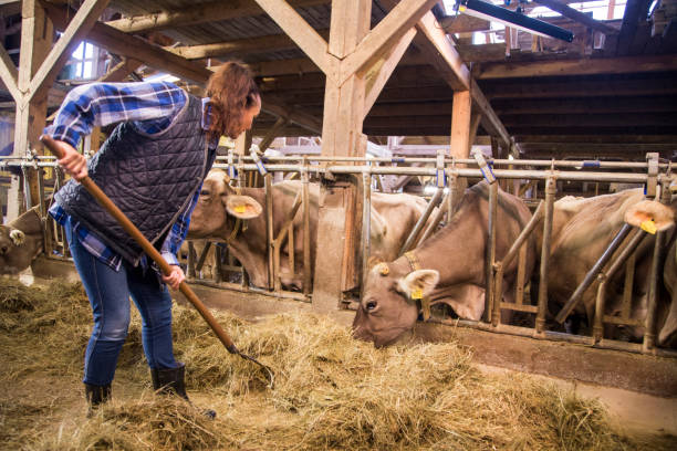 istock Woman feeding dry grass to cows 925648400