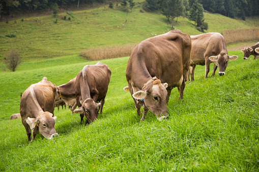 Group of cows grazing grass on landscape.