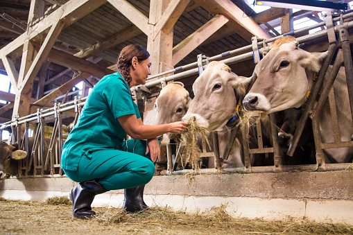 Veterinarian feeding dry grass to cows in shed.