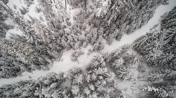 istock Aerial view in snowy winter forest 925651872