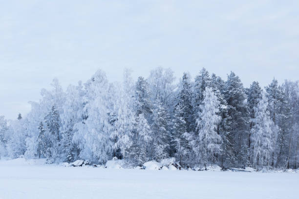 istock Trees covered in snow at lakeside 925652472