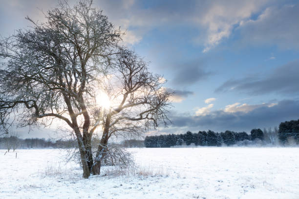 istock Bare tree in a snow field with early sunrise 925652570