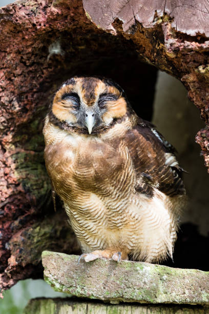 istock Closeup of an owl sleeping in a tree hole 925652690