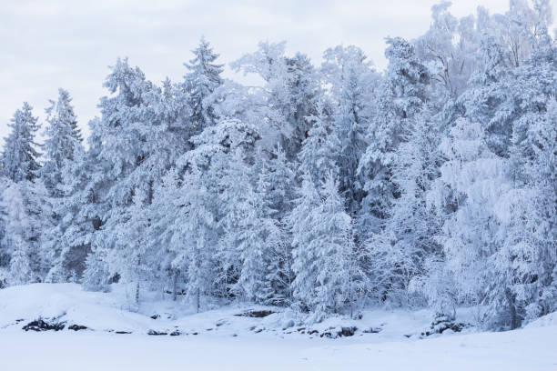 istock Trees covered in snow at lakeside 925652938