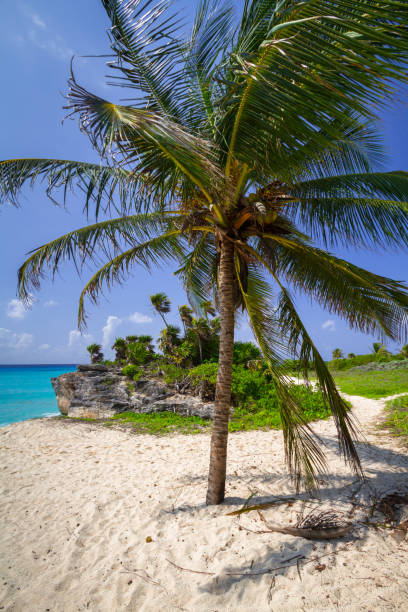 istock Palm tree at the beach of Caribbean sea 925656608