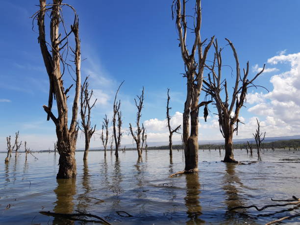 istock Lake Naivasha in Kenya 925656718