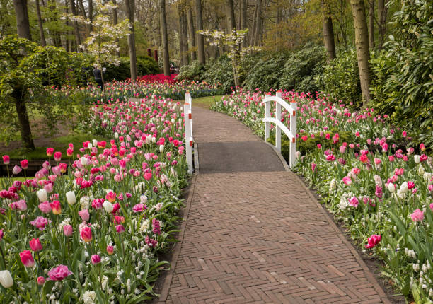 istock romantic path in the park between blooming colorful tulips 925657316