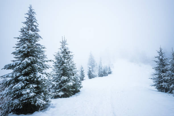 View in Carpathian Mountains, winter landscapes.