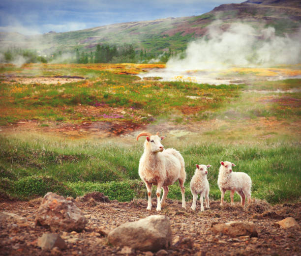 Icelandic sheep in the volcanic landscape