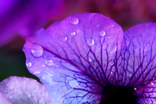 Purple flower petals with raindrops, macro image. drops of water on a flower