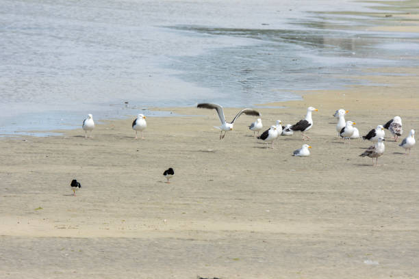 istock seagull stay on the sand in Norway 925668312