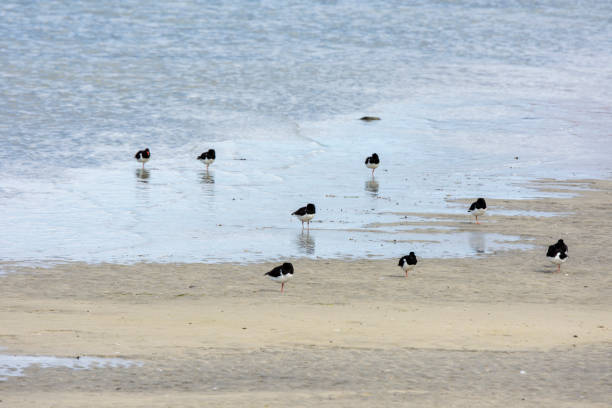 istock seagull stay on the sand in Norway 925668322