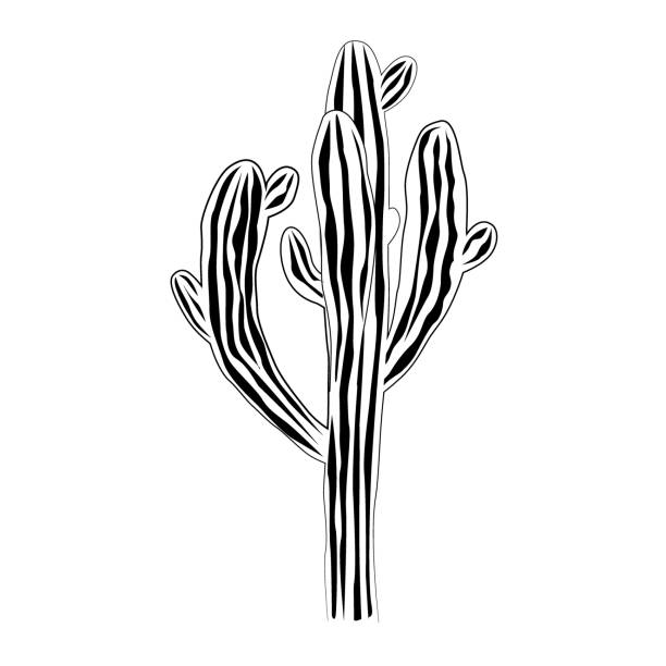 ilustrações, clipart, desenhos animados e ícones de um cacto saguaro velho e muito grande isolado no fundo branco, carnegiea gigantea vector. gráfico preto e branco - sonoran desert illustrations