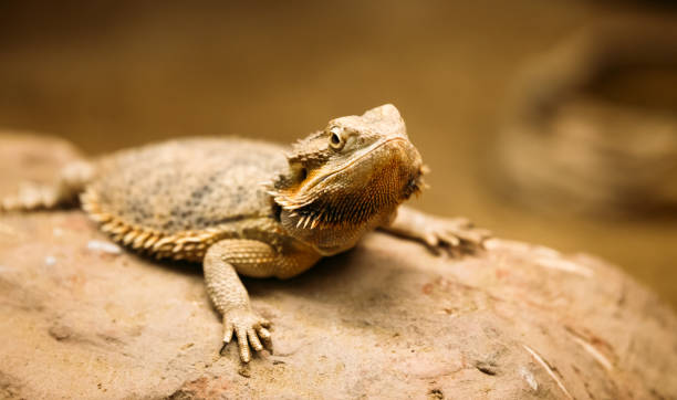istock Picture of flat-tailed desert horned lizard resting on rock 925674174