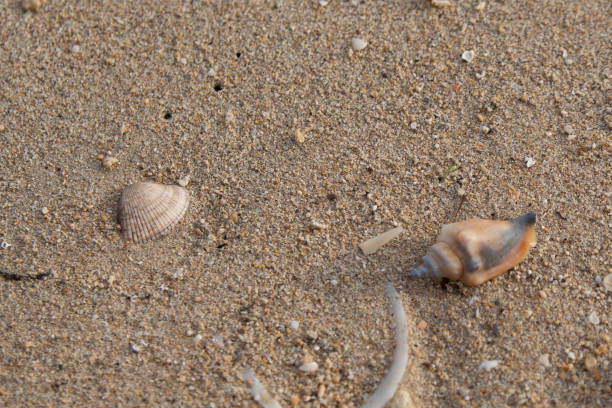 istock Tropical island - shells in the sand 925674708