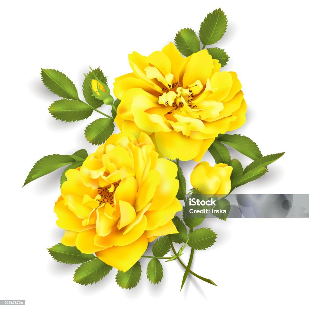 Yellow Realistic Roses Realistic Vector Yellow Rose 3d Roses Stock Illustration - Download ...