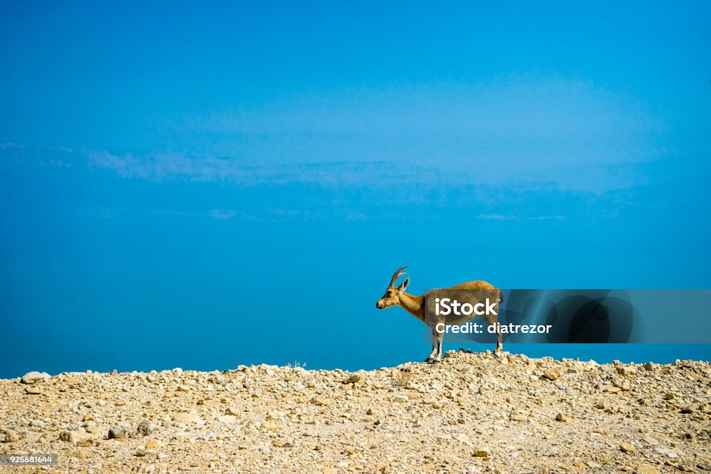 Totes Meer und wilde Tiere, Ziege - Lizenzfrei Berg Stock-Foto