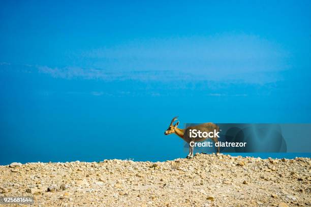 Totes Meer Und Wilde Tiere Ziege Stockfoto und mehr Bilder von Berg - Berg, Einzelnes Tier, Fels