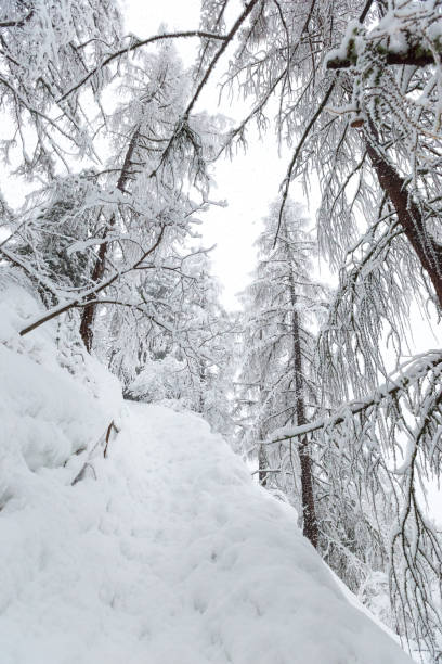 istock Heavy snowed path heads up a hill through a light forest 925681990