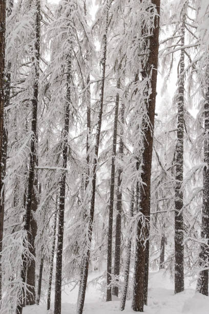 istock Vertical dark tree trunks stand bleak against a snow covered slope 925682040